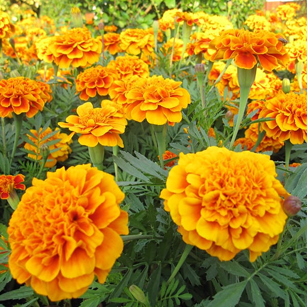 Marigolds