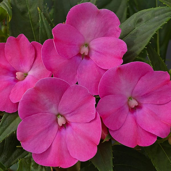 Sunpatiens Compact Lilacs Sunpatiens Compact Lilacs