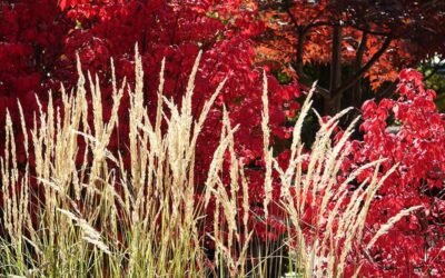 Fall Tips for Winter Plant Survival