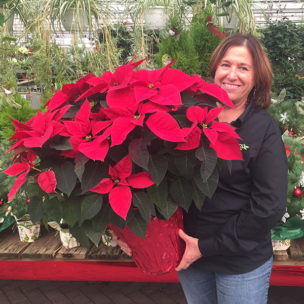 A woman in a black shirt smiles while holding a large poinsettia plant with vibrant red leaves. She stands in a greenhouse surrounded by various green plants. The poinsettia is wrapped in red foil.