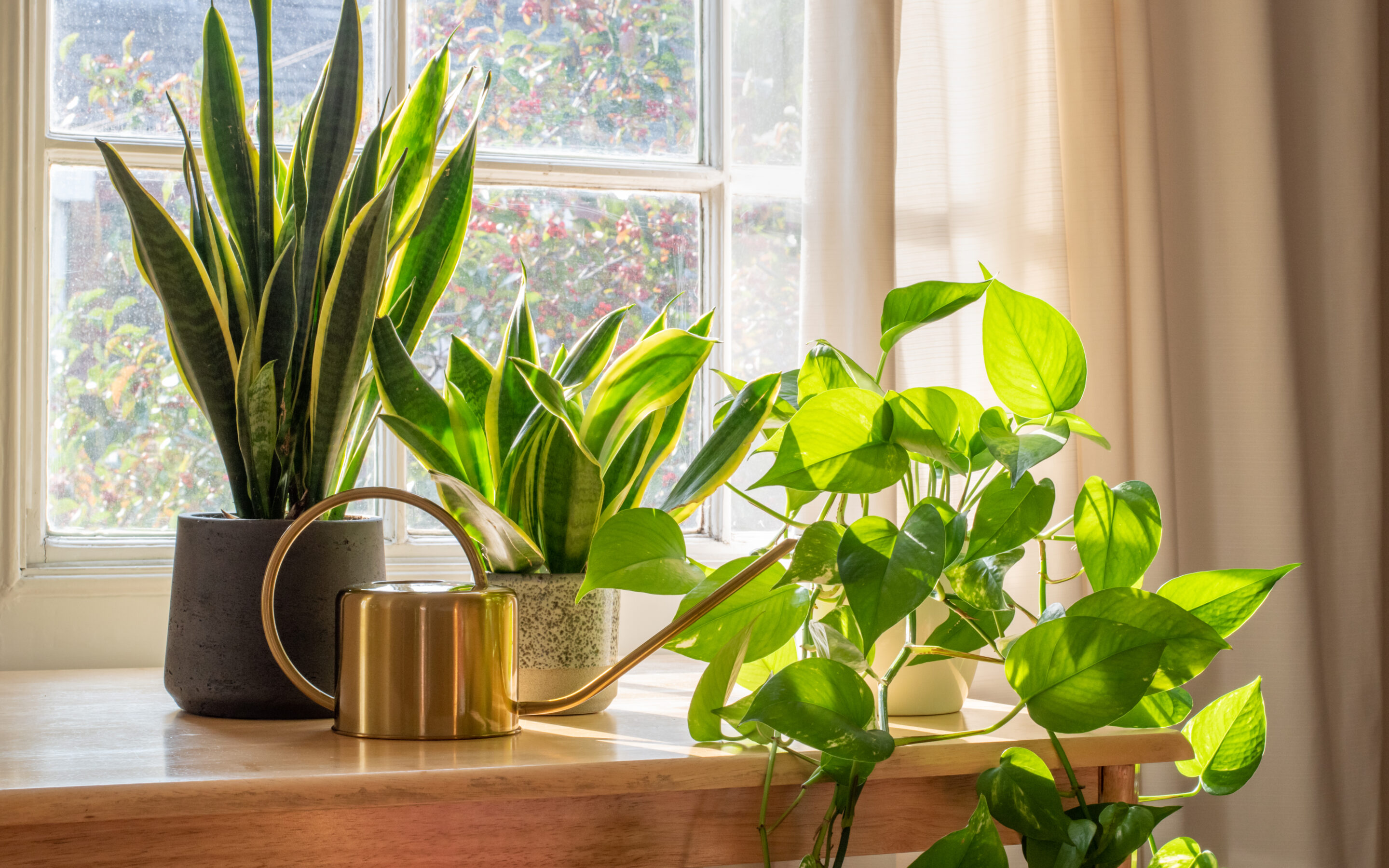 6 Houseplants to Keep You Healthy this Winter