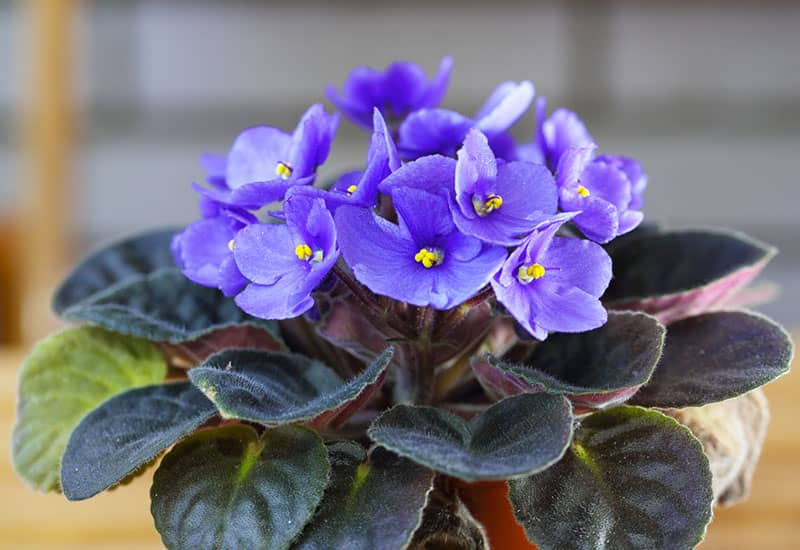African Violet Houseplant