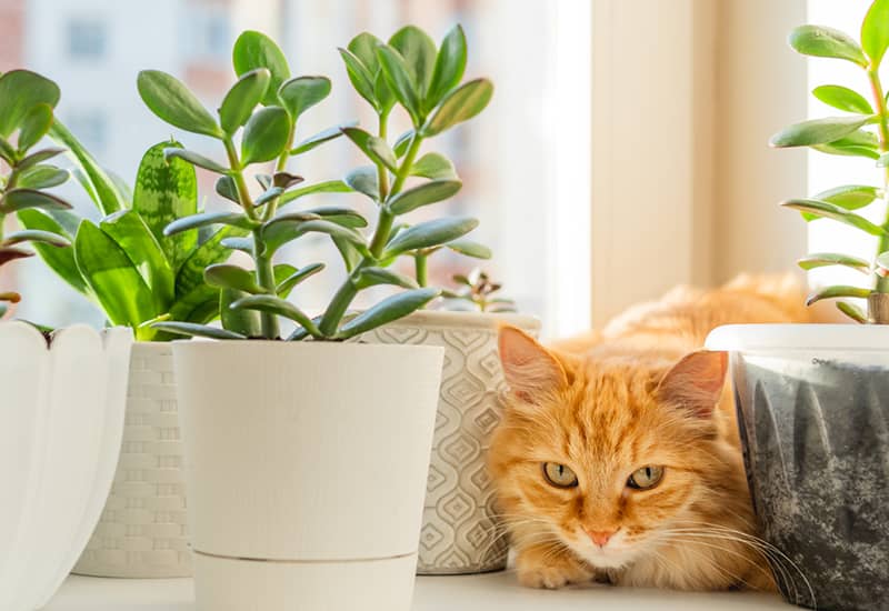 Top 10 Pet-Friendly Houseplants