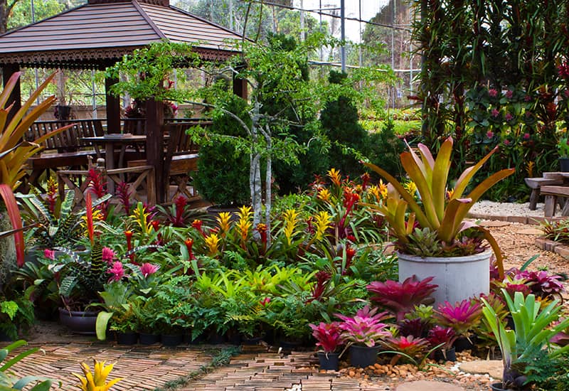 Outdoor Tropical Planting