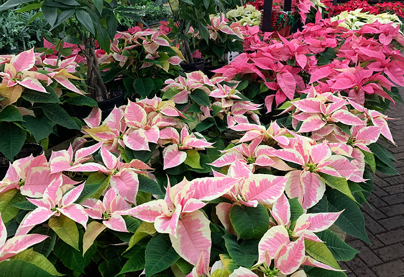 Pink And White Poinsettia
