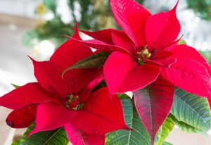 Close-up of vibrant red poinsettia flowers with lush green leaves, meticulously cared for to ensure their radiance. The background is softly blurred, showcasing hints of holiday decorations that enhance the festive atmosphere.