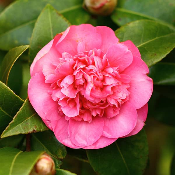 The Best Spring Blooming Trees and Shrubs - Hicks Nurseries