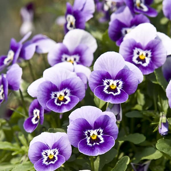 Purple Pansies