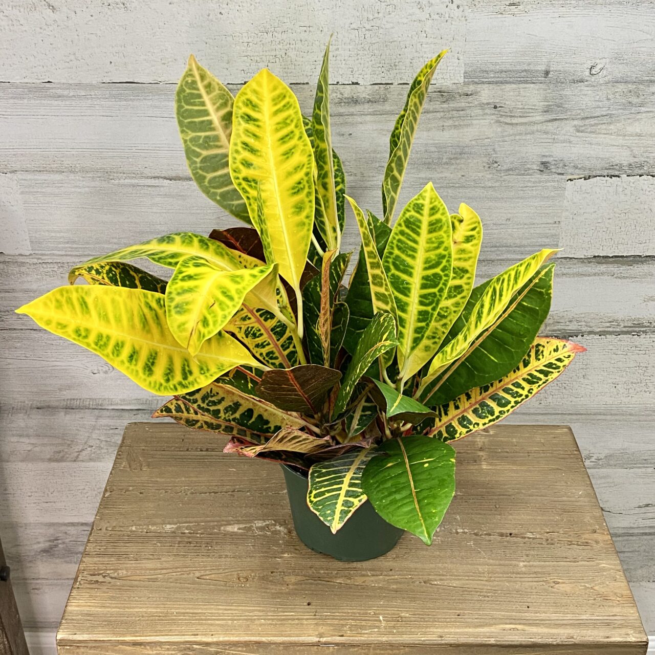 Our Special Offers Hicks Nurseries Long Island NY