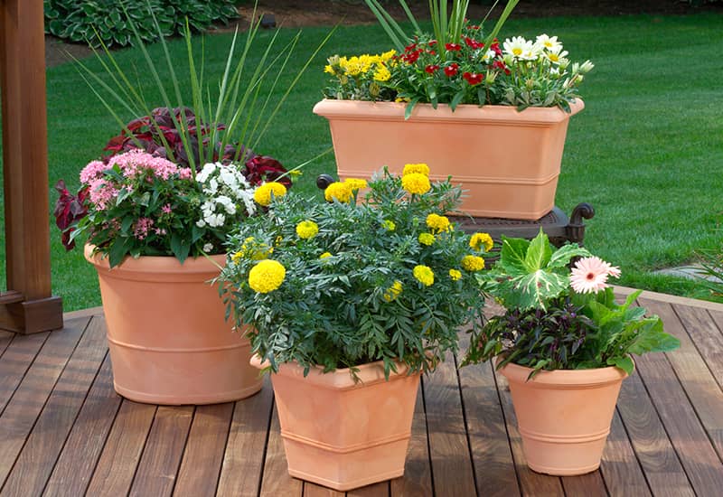 Flowering Annuals in Planters
