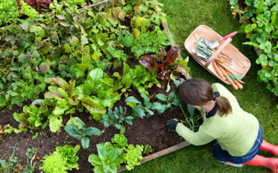 10 Plants to Plant Right Now on Long Island