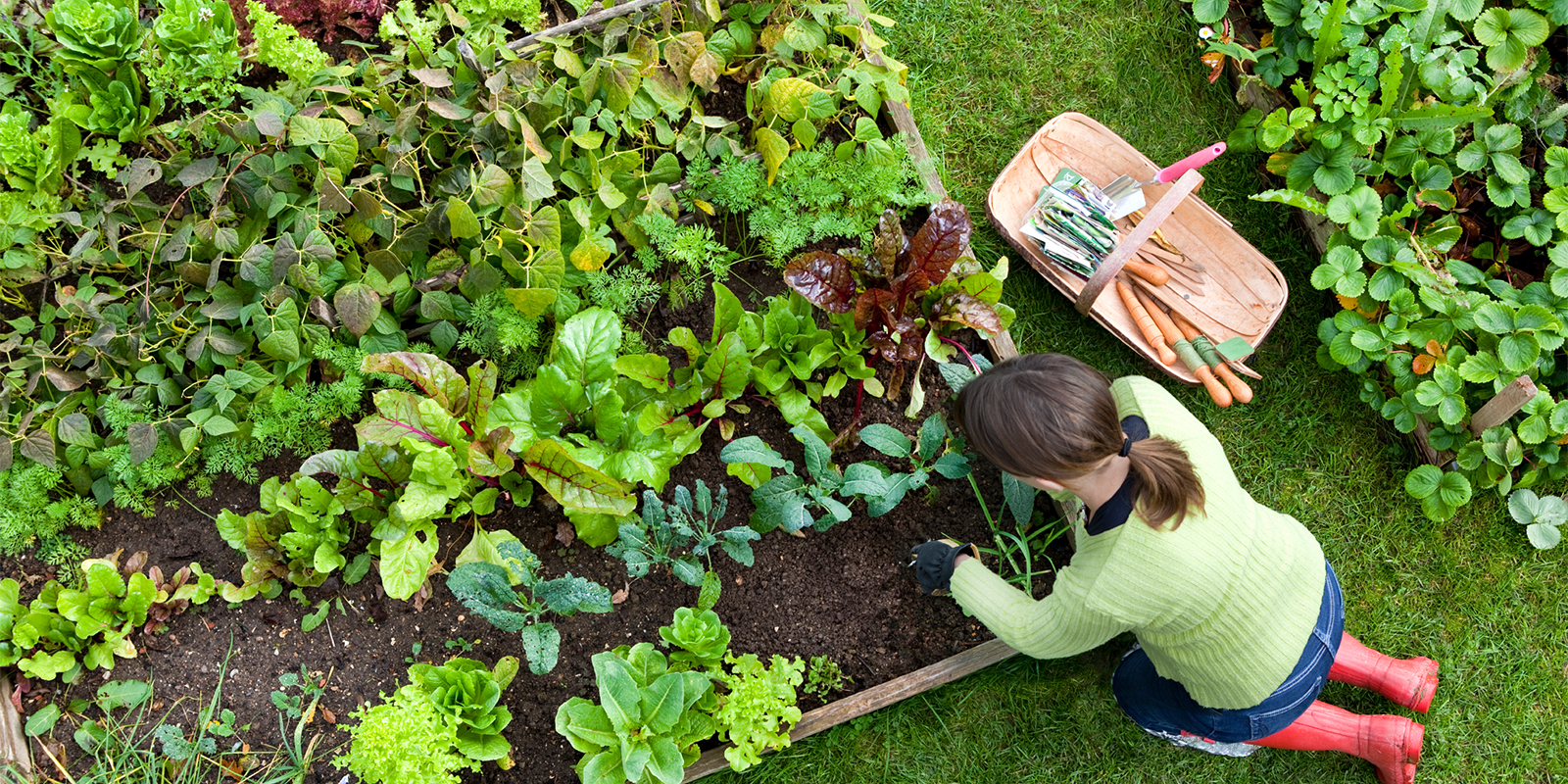 Planting Vegetable Garden