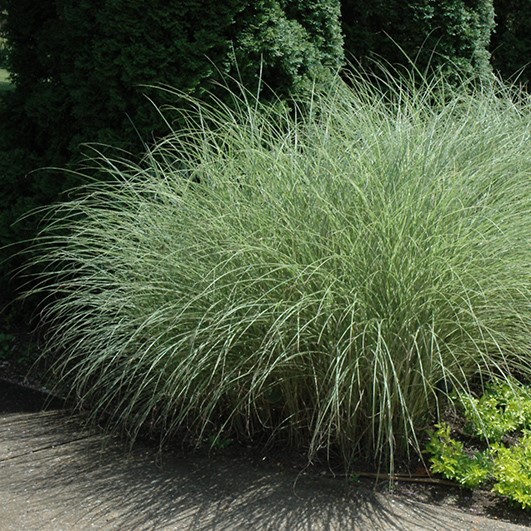 Maiden Grass looks great with mums in the fall garden.