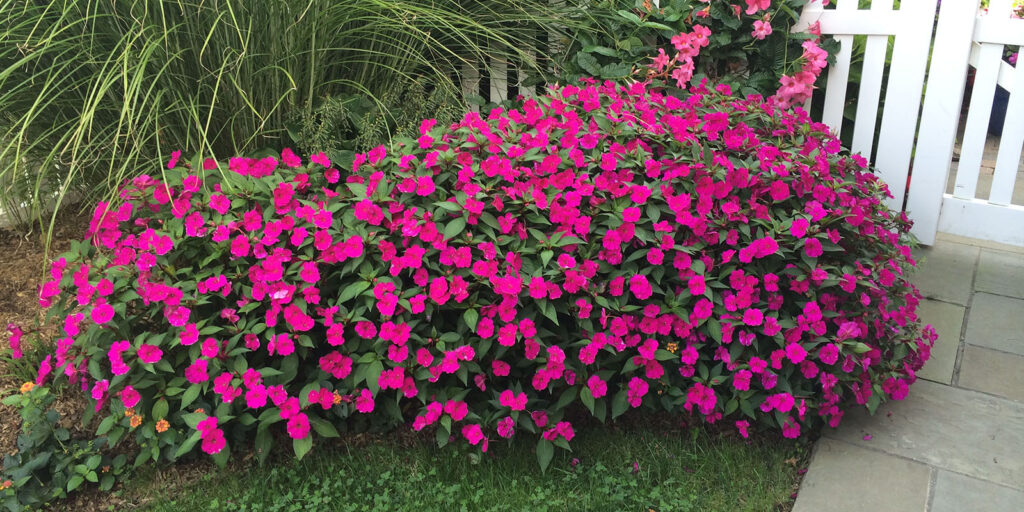 impatiens A lush garden bed filled with vibrant pink flowers, surrounded by green foliage. In the background, there are tall grasses, and a white picket fence is partially visible on the right. A stone pathway runs alongside the flowers.