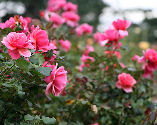 A cluster of vibrant pink roses in full bloom, surrounded by lush green leaves. The background is slightly blurred, highlighting the beauty of the flowers. The scene gives a sense of a garden or park setting.