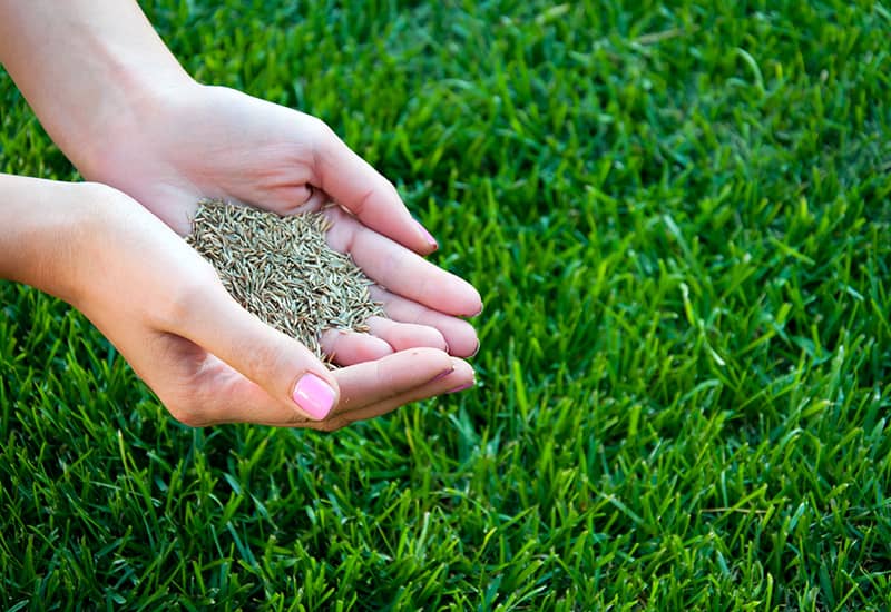 Grass Seed and Lawn