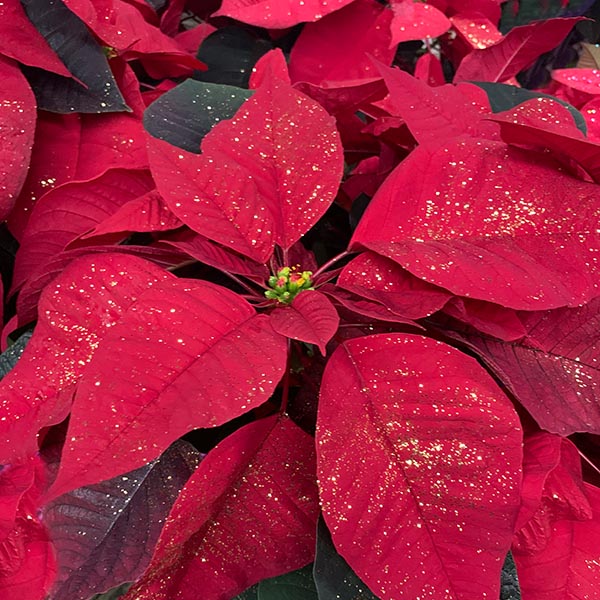 Close-up of vibrant red poinsettia leaves dusted with gold glitter. The leaves surround a small cluster of green buds at the center, creating a festive and seasonal appearance.