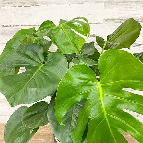 Philodendron monstera 