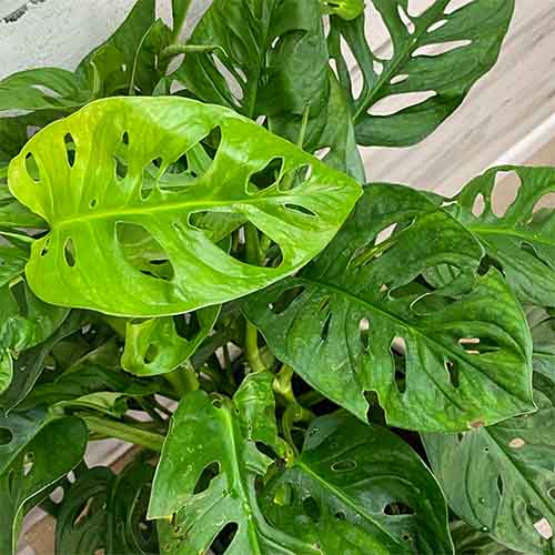 Philodendron swiss cheese