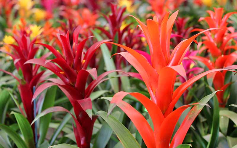 bromeliad indoor plant houseplant