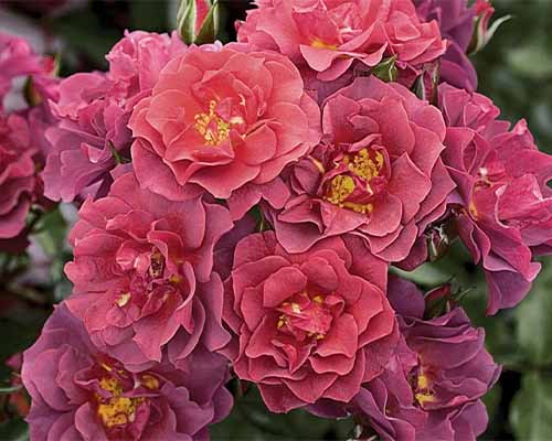 floribunda roses for cutting