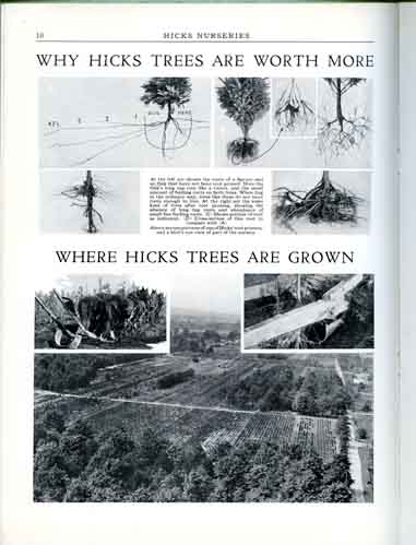 Hicks Nurseries Where Hicks Trees are Grown circa 1920