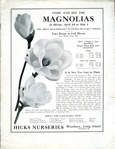 Hicks Nurseries circa 1910 Come and See the Magnolias