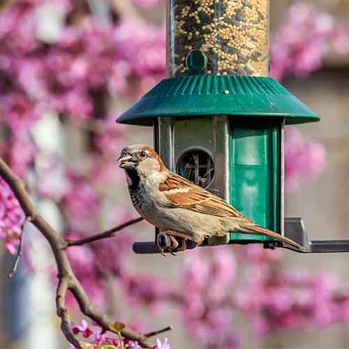 Bird seed and supplies