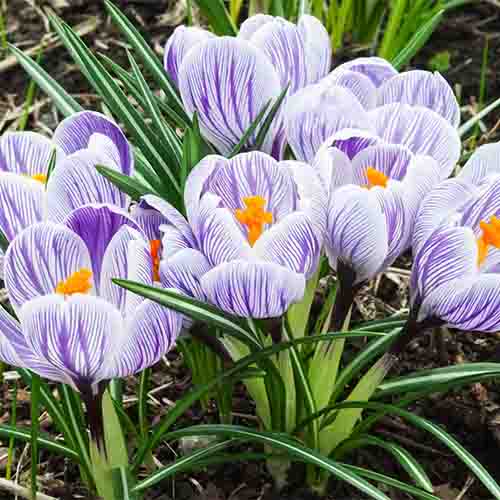 Spring Flowering Bulb Crocus