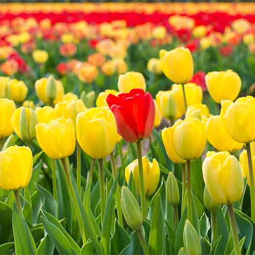 Spring Flowering Bulbs - Tulips