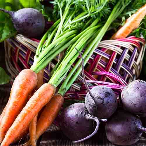 carrots, beets, cool weather veggies