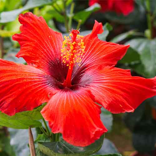 hibiscus flower tropical plant