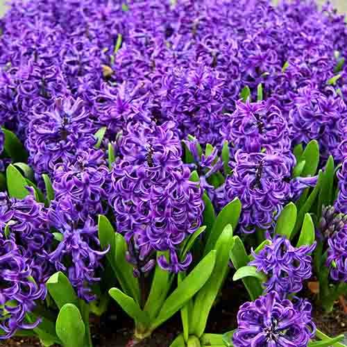 Spring Flowering Bulbs - Hyacinth