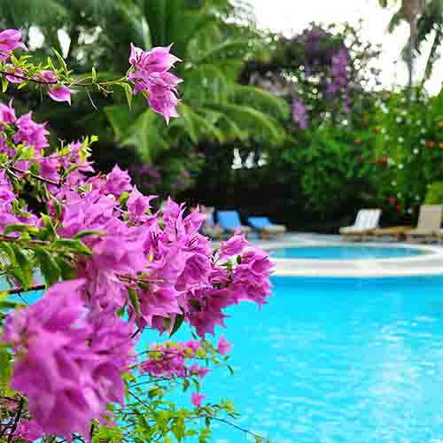 bougainvillea and palm trees