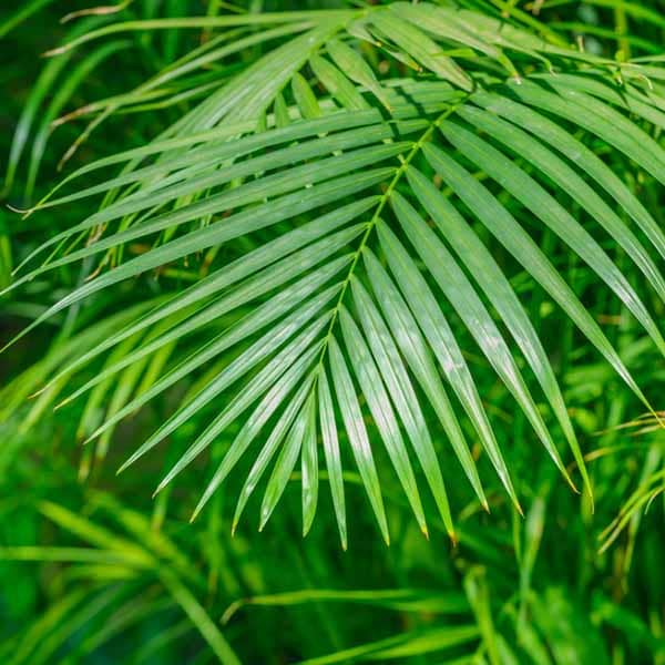 Palm Plant Tropical Houseplant