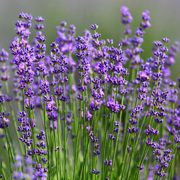 Grosso Lavender