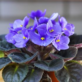 African Violet- Flowering Houseplant
