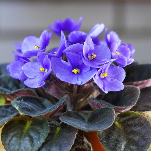 African Violet Houseplant