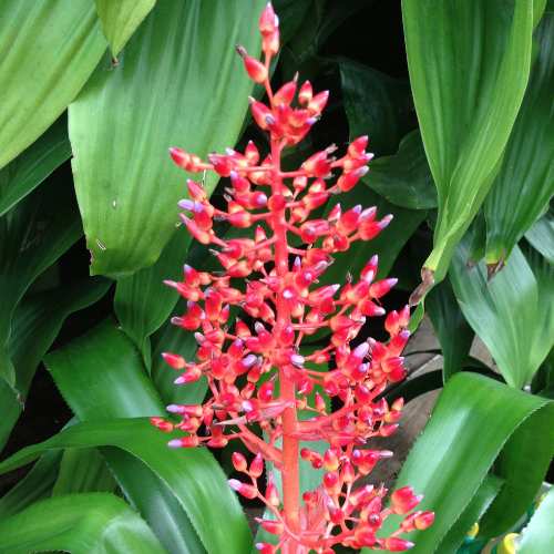 Bromeliad tropical houseplant