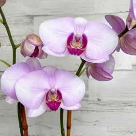 orchid indoor plant houseplant