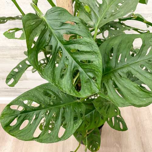 Philodendron - Swiss Cheese on Totem Pole 