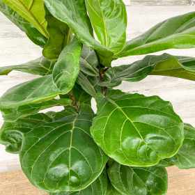 fiddle leaf fig - Bush 