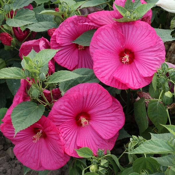 Hardy Perennial Hibiscus Rose Mallow