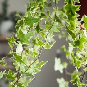 ivy hanging houseplant