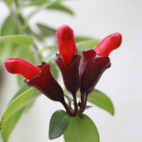 lipstick plant flower 