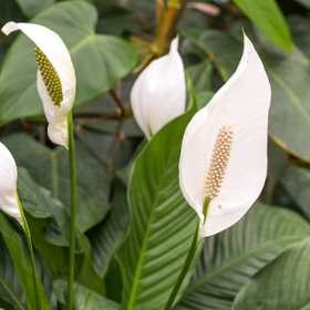 Peace lily - Spathiphyllum