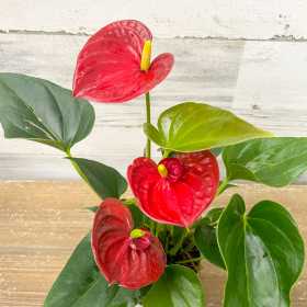 red anthurium flowering indoor plant