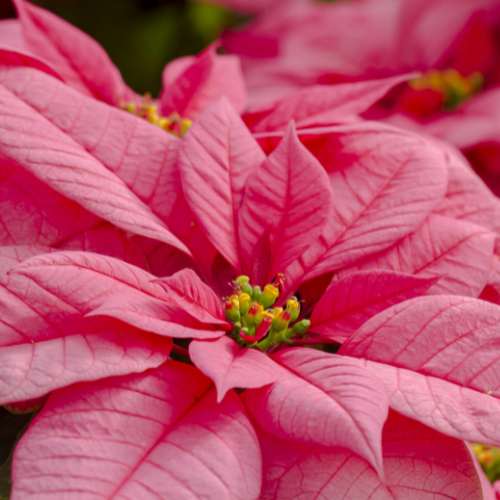 Pink Poinsettia, How to care for Poinsettia