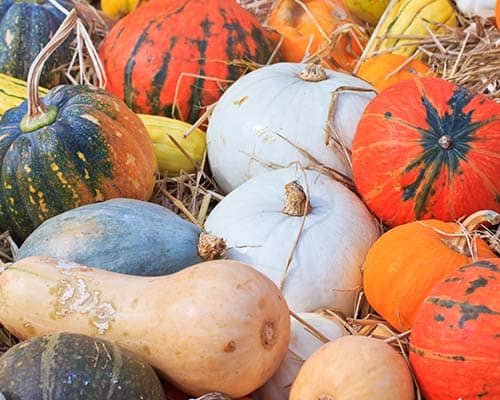 assorted pumpkins and gourds 