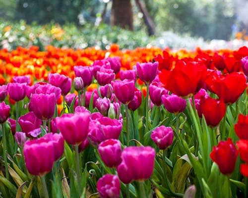 tulips, spring flowering bulbs